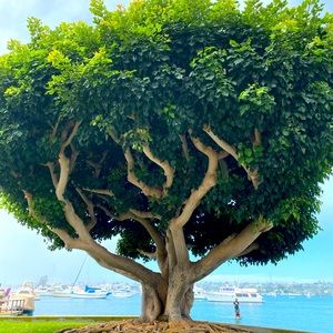 Meet your Posher, Megumi